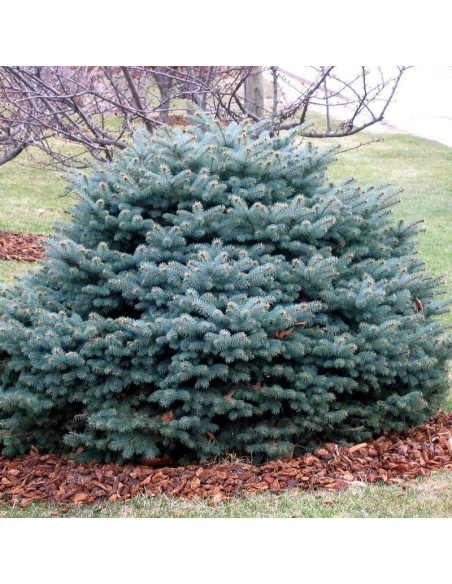 Świerk kłujący Glauca Globosa Picea pungens - Szkółka Florela