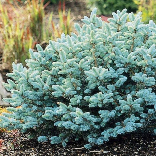 Glauca zielony Świerk kłujący  Picea pungens