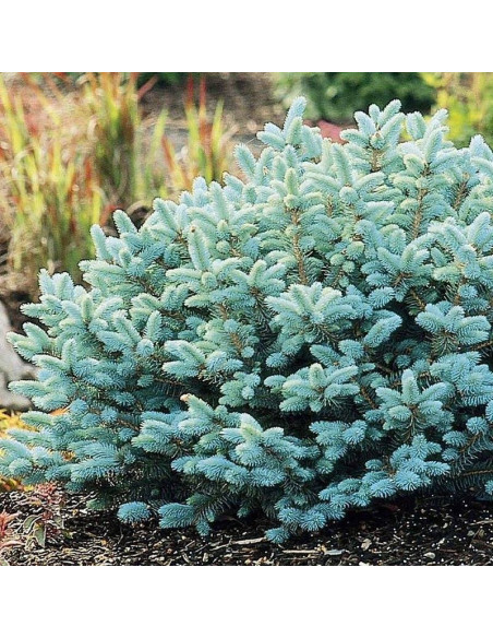 Glauca zielony Świerk kłujący  Picea pungens