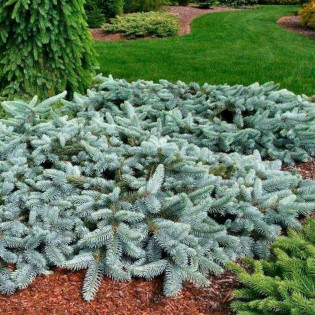 Glauca zielony Świerk kłujący  Picea pungens 2