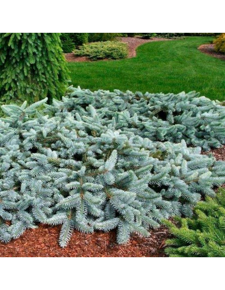 Świerk kłujący Glauca zielony Picea pungens