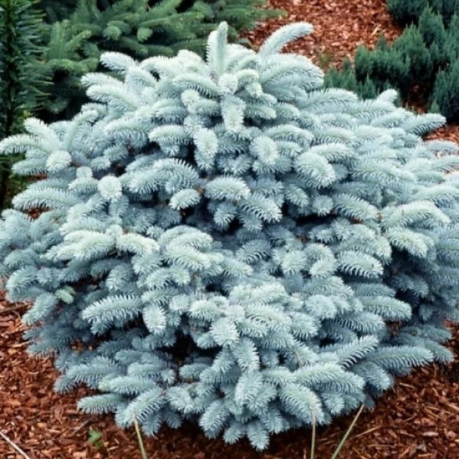 Picea pungens Świerk kłujący Glauca zielony Picea pungens Świerk kłujący Glauca zielony