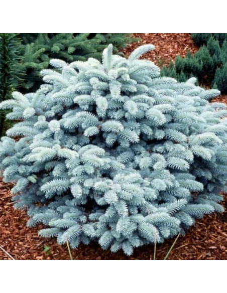 Picea pungens Świerk kłujący Glauca zielony