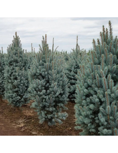 Świerk kłujący Iseli Fastigiate Picea pungens