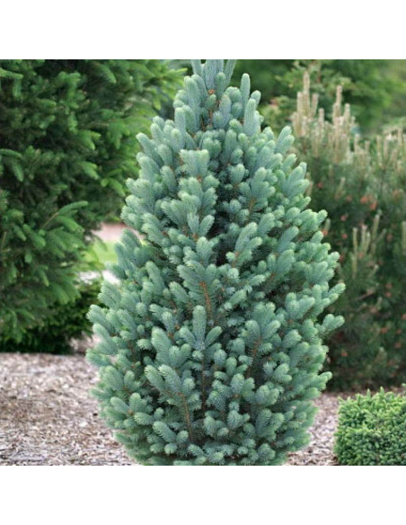 Iseli Fastigiate Świerk kłujący Picea pungens