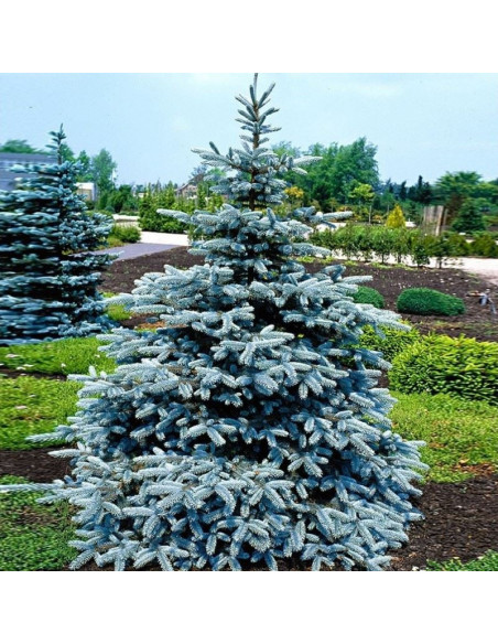 Świerk kłujący Kaibab Picea pungens