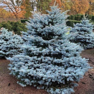 Świerk kłujący Kaibab Picea pungens 2