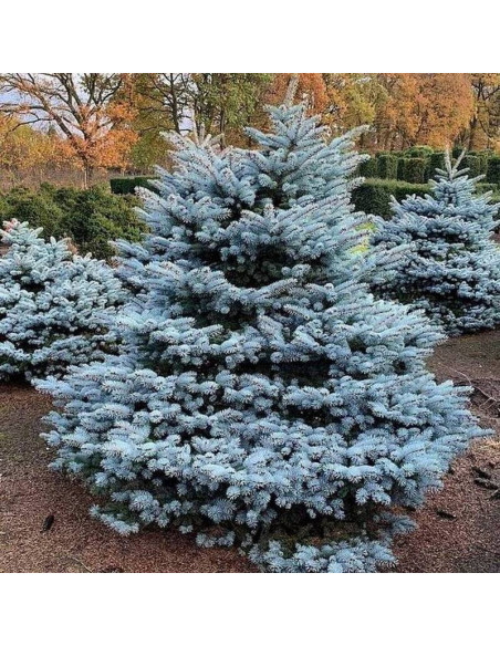 Kaibab Świerk kłujący Picea pungens