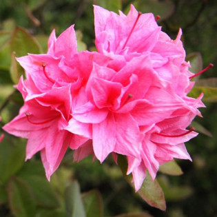 Azalia wielkokwiatowa Kilian Rhododendron (Knap Hill)