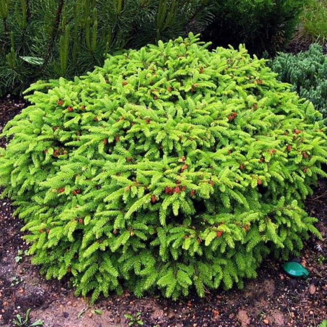 Nidiformis Świerk pospolity Picea abies