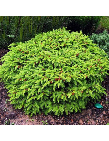 Nidiformis Świerk pospolity Picea abies