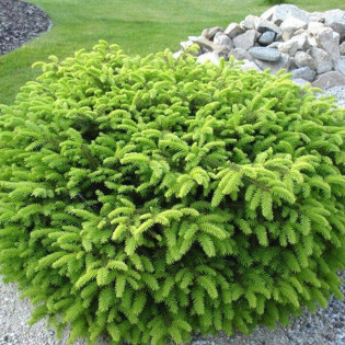 Świerk pospolity Nidiformis Picea abies