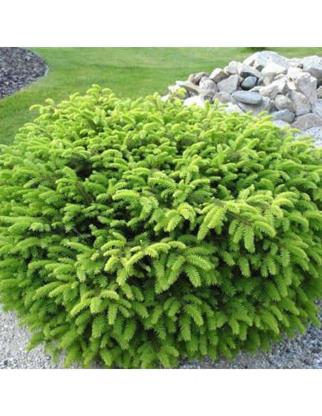 Świerk pospolity Nidiformis Picea abies