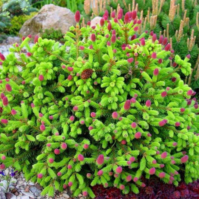 Picea abies Świerk pospolity Acrocona