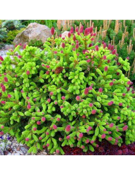 Picea abies Świerk pospolity Acrocona