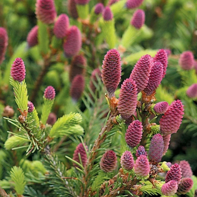 Świerk pospolity Acrocona Picea abies