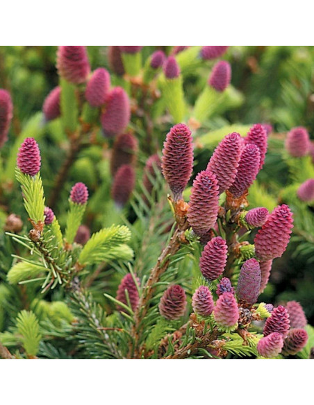 Świerk pospolity Acrocona Picea abies