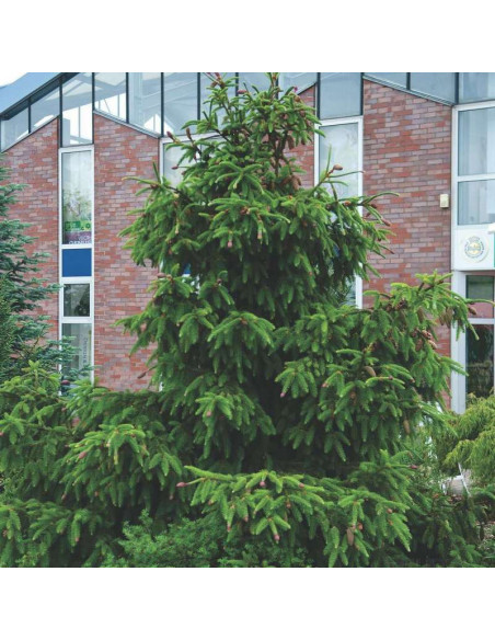 Acrocona Świerk pospolity Picea abies