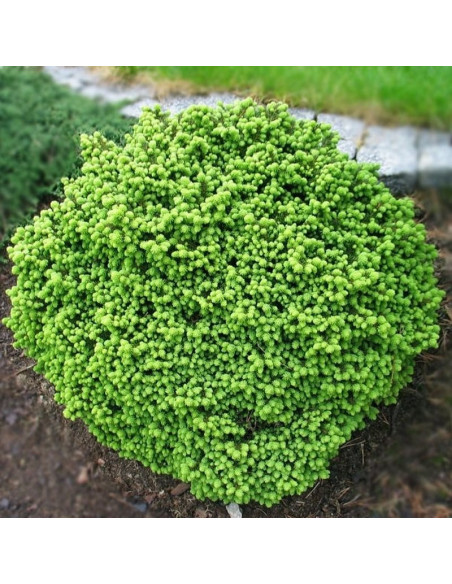 Świerk pospolity Little Gem Picea abies