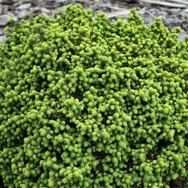 Little Gem Świerk pospolity Picea abies Little Gem Świerk pospolity Picea abies