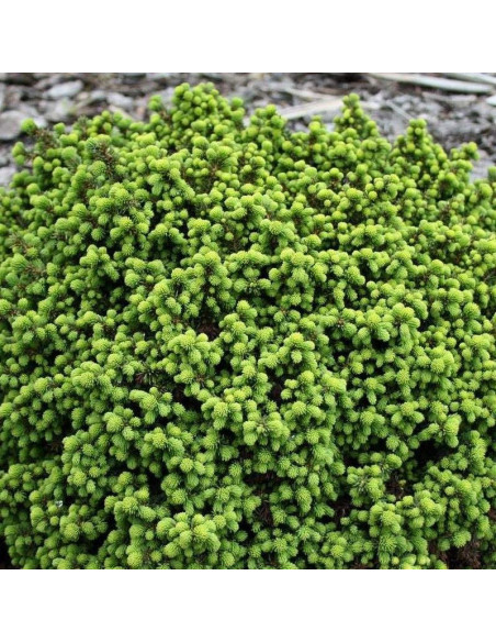 Little Gem Świerk pospolity Picea abies
