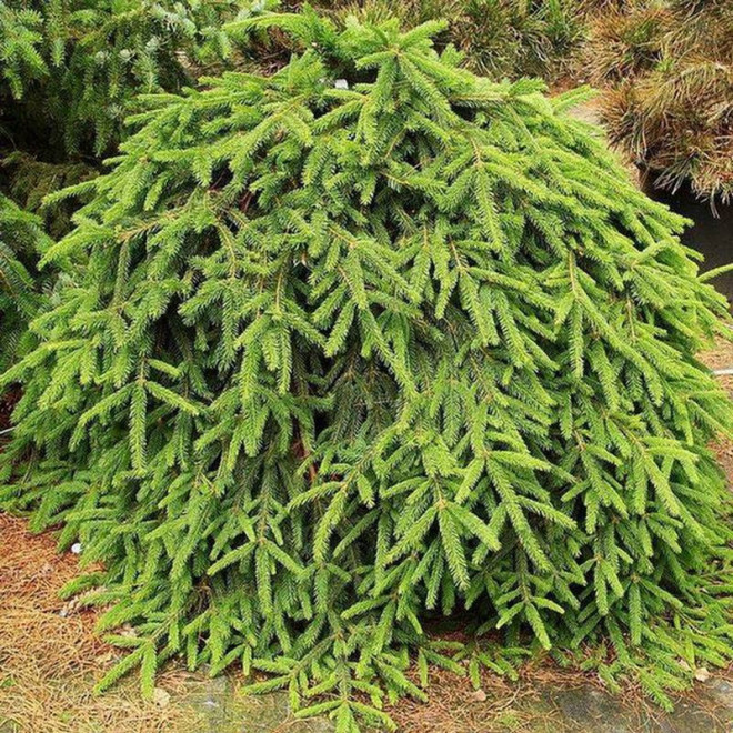 Picea abies Świerk pospolity Picea abies Świerk pospolity