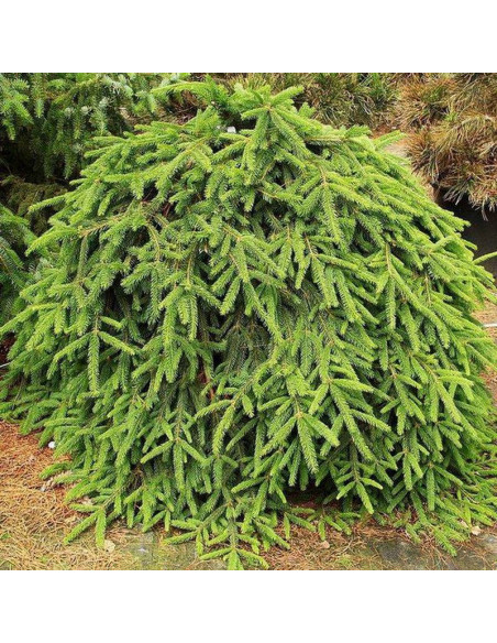 Picea abies Świerk pospolity