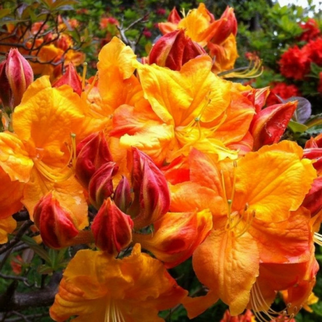 Azalia wielkokwiatowa Klondyke Rhododendron mollis