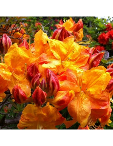 Azalia wielkokwiatowa Klondyke Rhododendron mollis