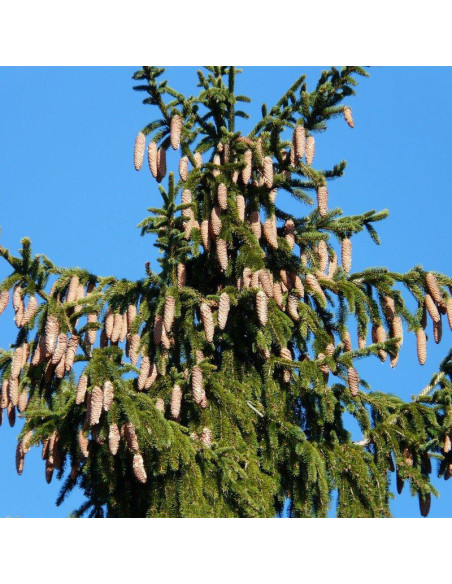 Świerk pospolity Picea abies