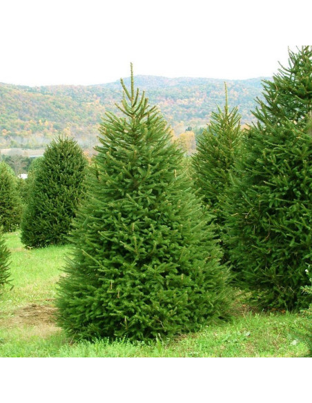 Świerk pospolity Picea abies