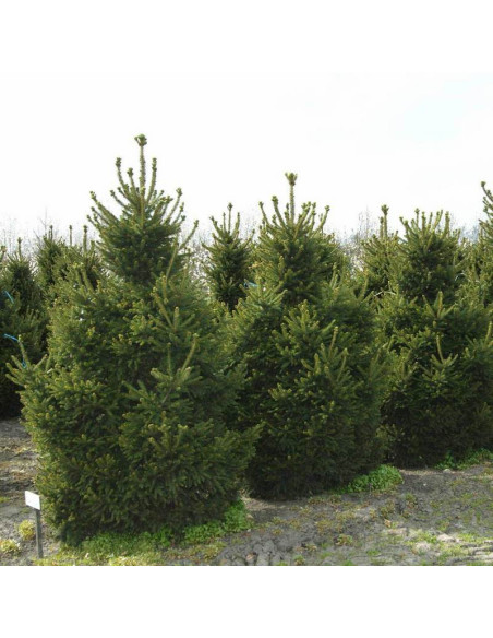 Will's Zwerg Świerk pospolity Picea abies