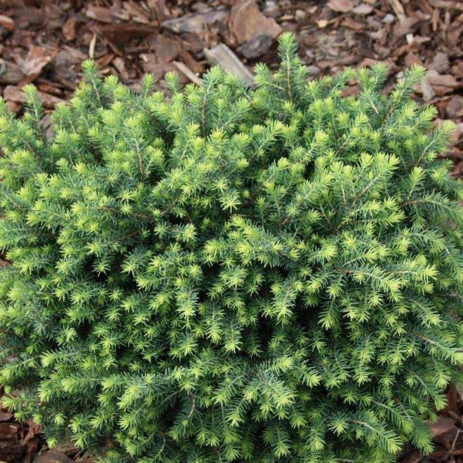 Karel Świerk serbski Picea omorika