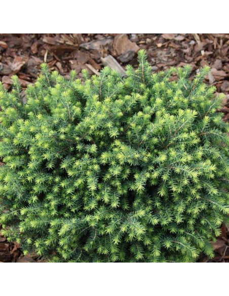 Karel Świerk serbski Picea omorika