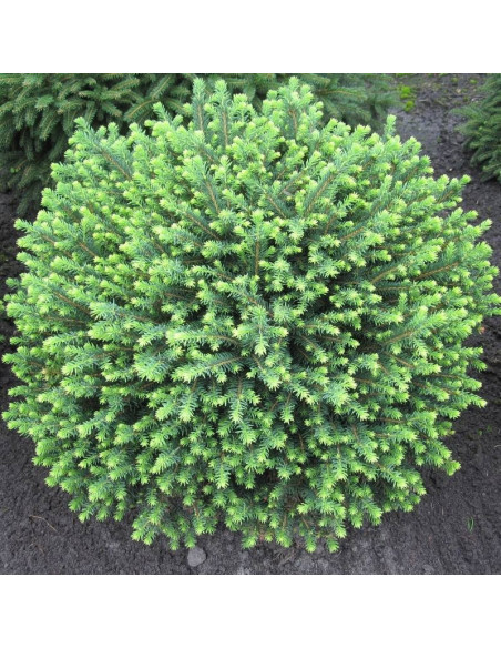 Świerk serbski Karel Picea omorika