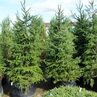 Świerk serbski Picea omorika