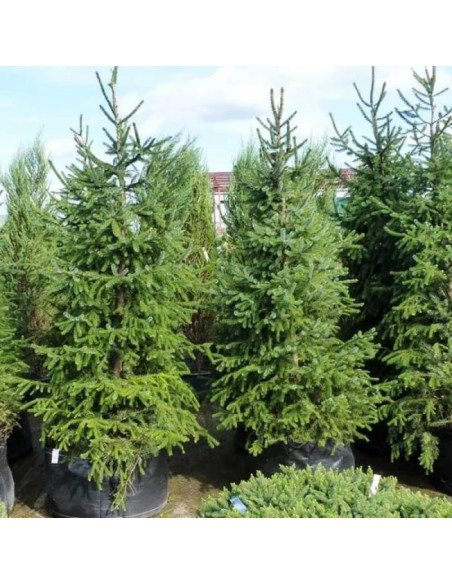 Świerk serbski Picea omorika