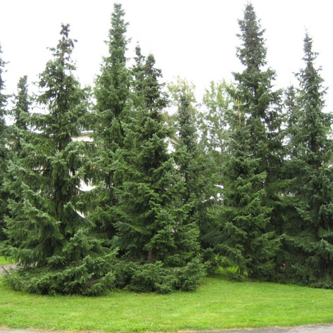 Picea omorika Świerk serbski