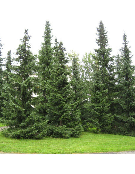 Picea omorika Świerk serbski