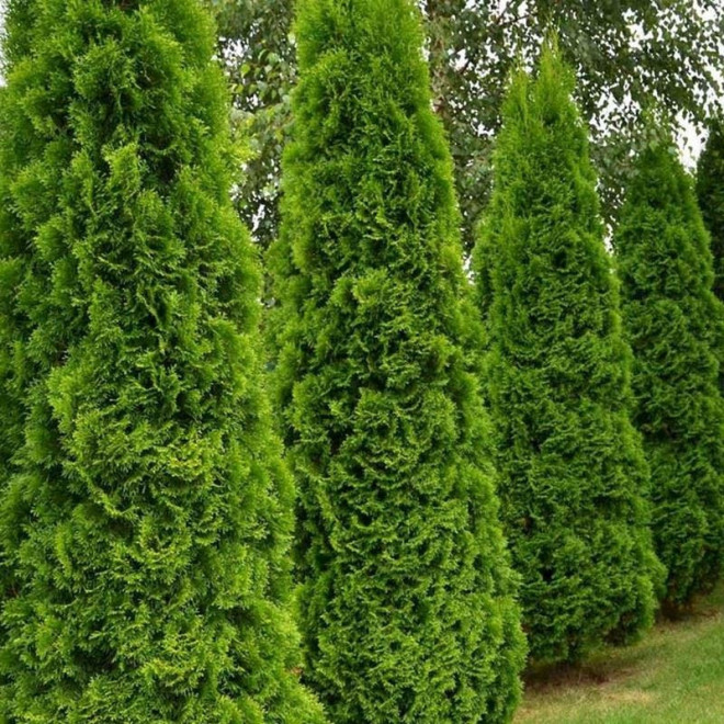 Tuja Szmaragd Smaragd Thuja occidentalis Żywotnik zachodni