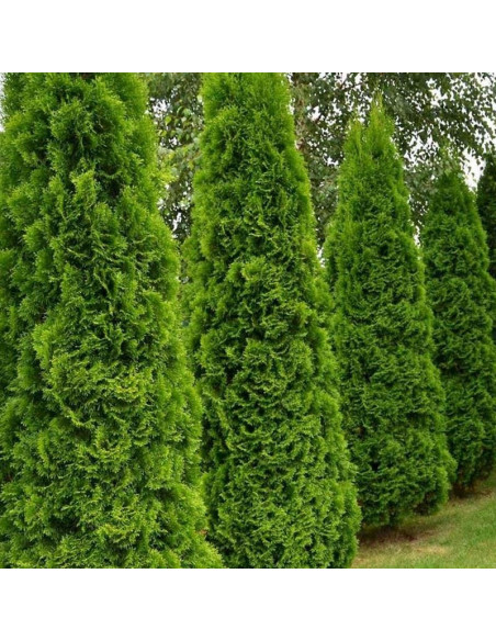 Tuja Szmaragd Smaragd Thuja occidentalis Żywotnik zachodni