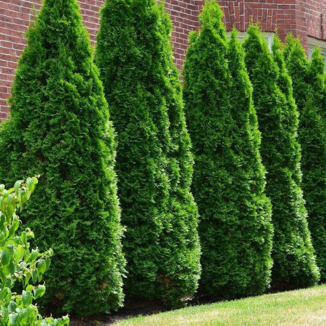 Żywotnik zachodni Smaragd Tuja Szmaragd  Thuja occidentalis