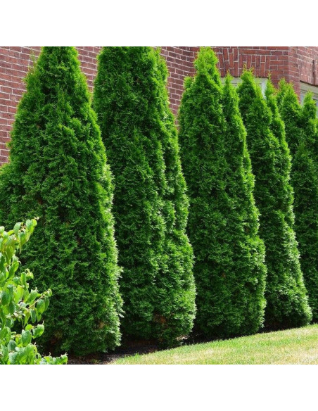 Żywotnik zachodni Smaragd Tuja Szmaragd  Thuja occidentalis