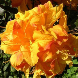 Azalia wielkokwiatowa Klondyke Rhododendron mollis 2