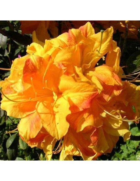 Klondyke Azalia wielkokwiatowa Rhododendron mollis