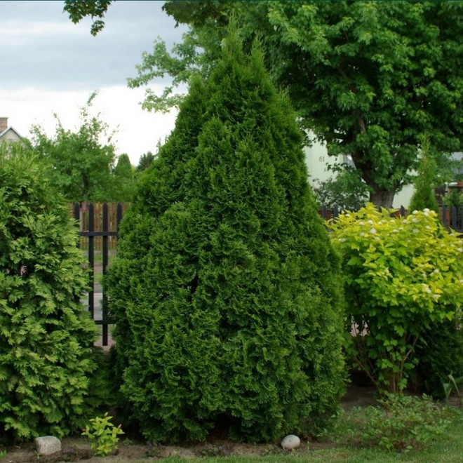 Żywotnik zachodni Tuja Szmaragd Smaragd Thuja occidentalis