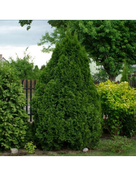 Żywotnik zachodni Tuja Szmaragd Smaragd Thuja occidentalis