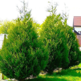 Tuja Atrovirens żywotnik olbrzymi Thuja plicata 2