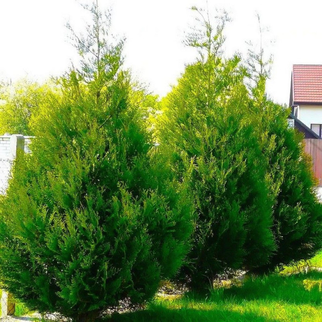 żywotnik olbrzymi Atrovirens Tuja Thuja plicata