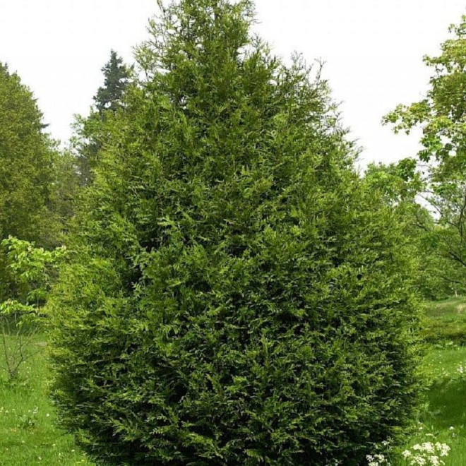 Tuja Atrovirens żywotnik olbrzymi Thuja plicata